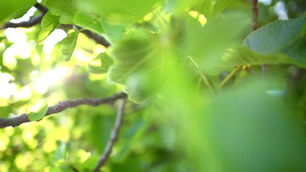 成熟的无花果，绿色水果 — 图库视频影像