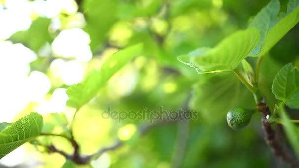 Owoców dojrzałych fig, zielony — Wideo stockowe