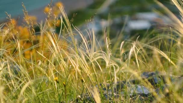Espiguillas en el campo al atardecer. La textura de la hierba al atardecer — Vídeos de Stock