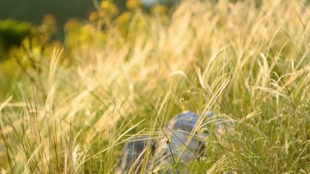 Spikelets in het veld bij zonsondergang. De textuur van gras bij zonsondergang — Stockvideo