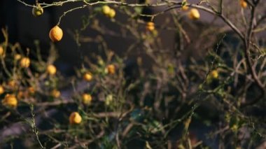 sarı limon limon ağacı üzerinde