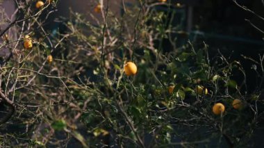 sarı limon limon ağacı üzerinde