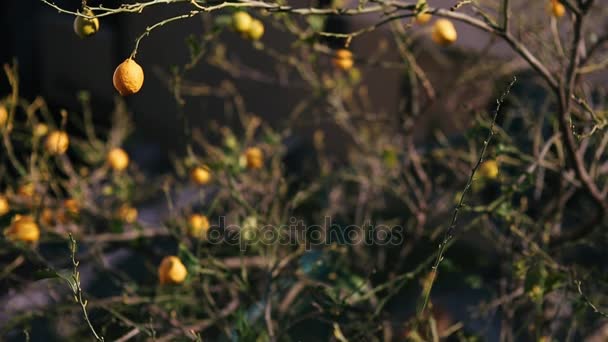 Желтые лимоны на лимонном дереве — стоковое видео