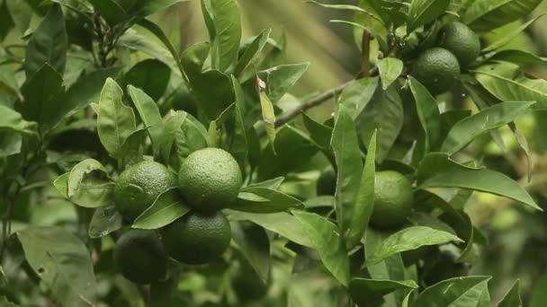 Mandarine verzi pe un copac. Tangerină necoaptă. Muntenegru mandari — Videoclip de stoc