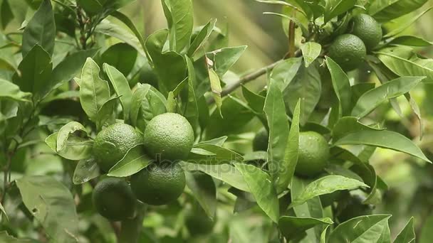 Mandarinas verdes em uma árvore. Tangerina não madura. Mandari montenegrino — Vídeo de Stock