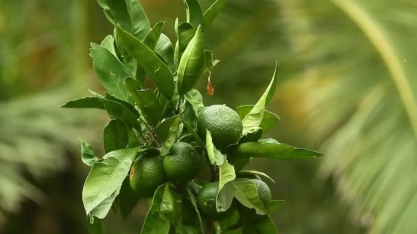 Gröna mandariner på ett träd. Omogna tangerine. Montenegrinska mandari — Stockvideo