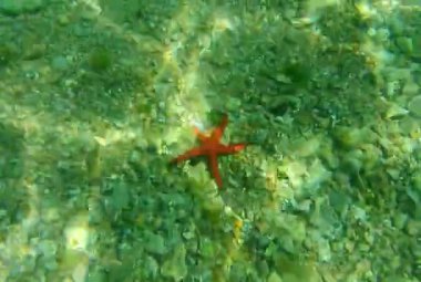Kırmızı denizyıldızı deniz dibinin üzerinde. Karadağ, Adriyatik Denizi. Açık