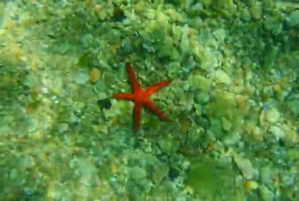 Κόκκινο αστερίες στο βυθό της θάλασσας. Μαυροβούνιο, στην Αδριατική θάλασσα. Σαφής — Αρχείο Βίντεο