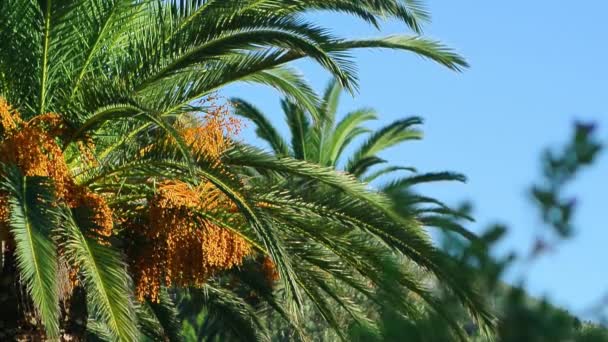 Dadelpalm in Montenegro — Stockvideo