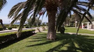 Karadağ'daki tarihi ağaç