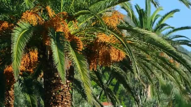 Пальмы в Черногории — стоковое видео
