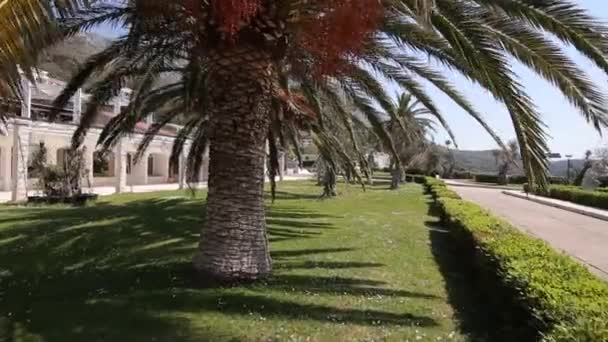 몬테네그로에서 날짜 나무 — 비디오