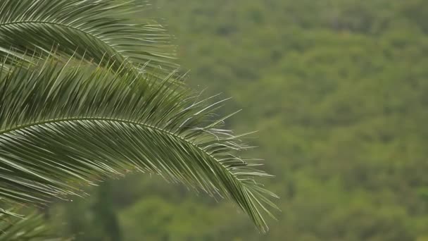 Una rama de una palmera de cerca — Vídeo de stock