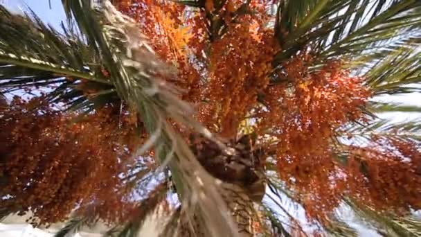 枣椰树在黑山 — 图库视频影像