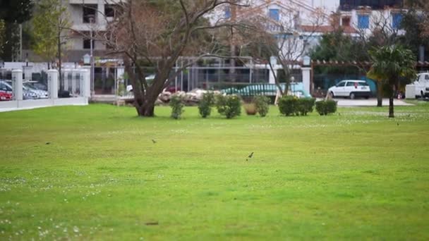 Gotas de lluvia en el parque — Vídeo de stock