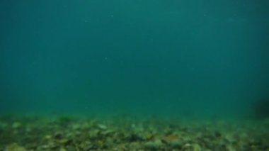 Deniz altındaki su altında. Adriatic, Karadağ sularına. Metin