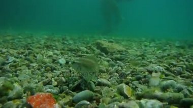 Deniz altındaki su altında. Adriatic, Karadağ sularına. Metin