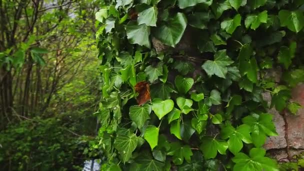 Stenen begroeid met klimop. Textuur van wilde planten — Stockvideo