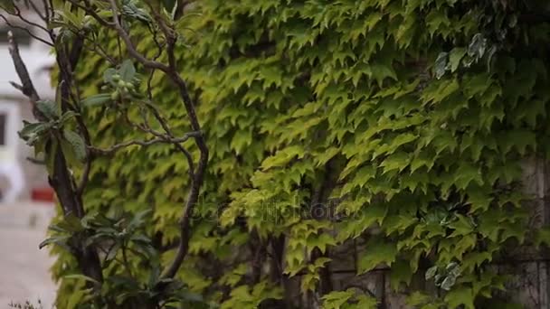 Pietre ricoperte di edera. Texture di piante selvatiche — Video Stock