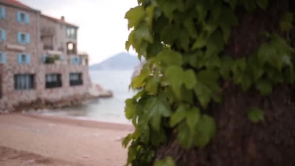 Przno, Černá Hora. Pláž, lehátka a slunečníky na pláži, t — Stock video