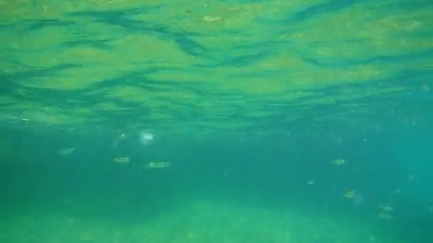 Dasar laut di bawah air. Air Adriatik, Montenegro. Teks — Stok Video