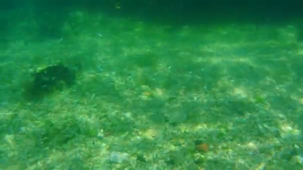 Sea bottom under water. Waters of the Adriatic, Montenegro. Text — Stock Video