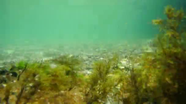 Fondo marino bajo el agua. Aguas del Adriático, Montenegro. Texto: — Vídeos de Stock