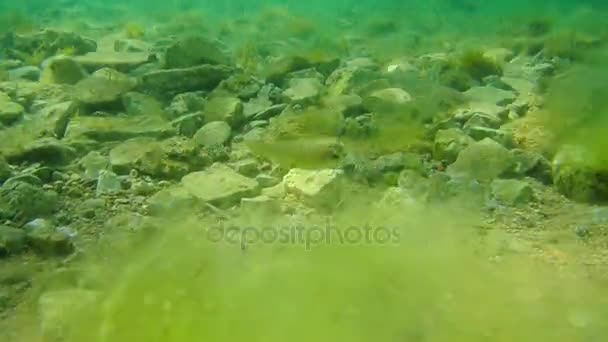 Dno morza pod wodą. Wód Adriatyku, Czarnogóra. Tekst — Wideo stockowe