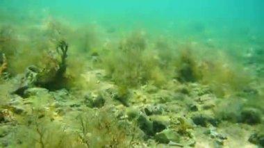 Deniz altındaki su altında. Adriatic, Karadağ sularına. Metin