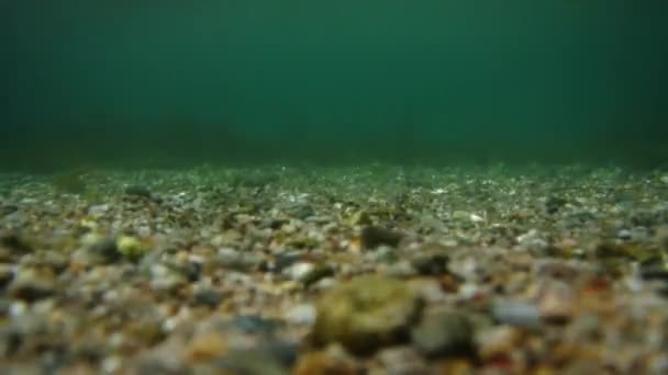 Fond marin sous l'eau. Eaux de l'Adriatique, Monténégro. Texte — Video