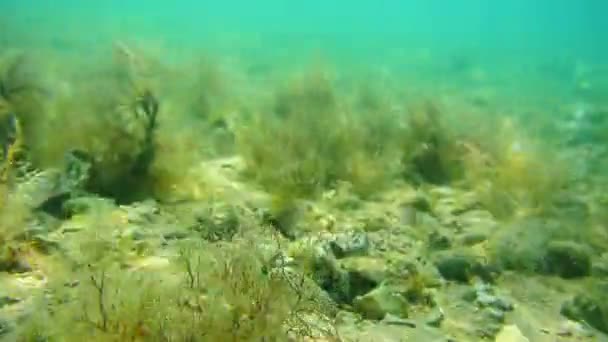Mořské dno pod vodou. Vody na Jadranu, Černá Hora. Text — Stock video