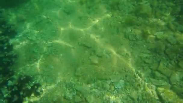 Fondo marino bajo el agua. Aguas del Adriático, Montenegro. Texto: — Vídeo de stock