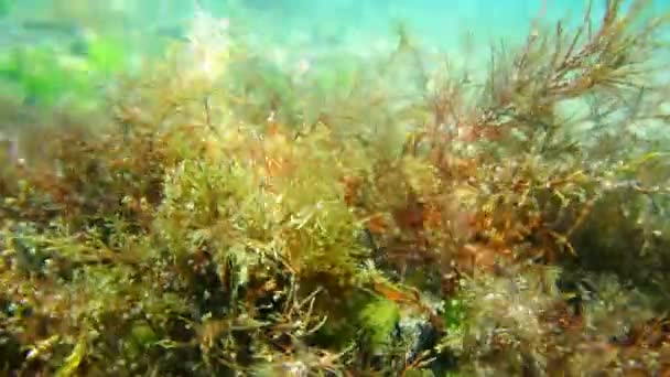 물 아래 바다 바닥입니다. 아드리아, 몬테네그로 바다 텍스트 — 비디오