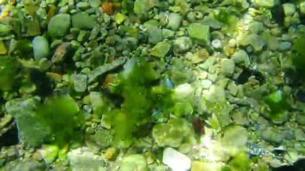 A tenger mélyén víz alatt. Montenegró az Adriai-tenger vizei. Szöveg — Stock videók