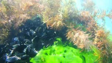 Deniz altındaki su altında. Adriatic, Karadağ sularına. Metin