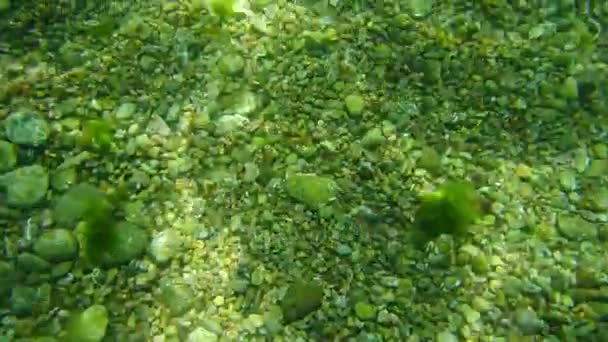 Meeresboden unter Wasser. Gewässer der Adria, Montenegro. Text — Stockvideo
