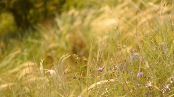 Cegonha e flores de campo no campo — Vídeo de Stock
