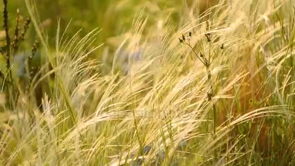 Cigüeña y flores de campo en el campo — Vídeos de Stock