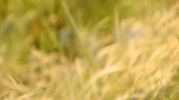 Stork och fältet blommor i fältet — Stockvideo