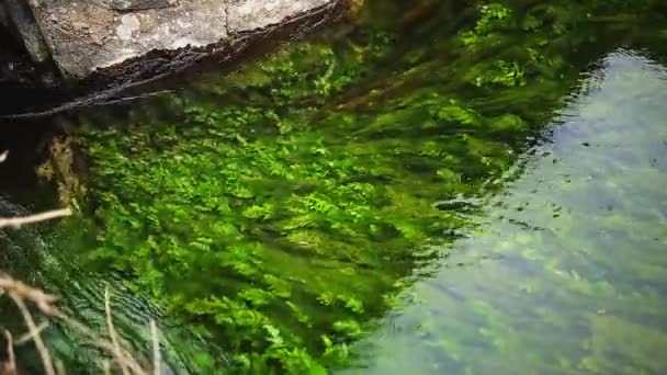 Algas verdes en el río — Vídeo de stock