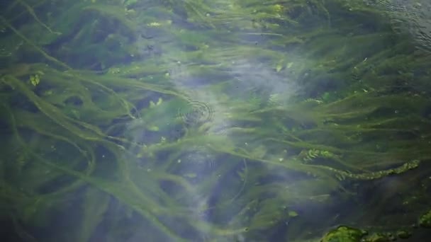 Grünalgen im Fluss — Stockvideo