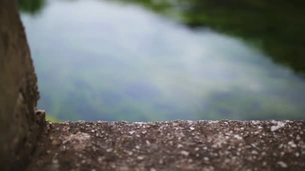 Les algues vertes dans la rivière 