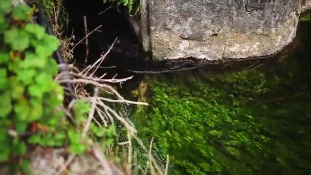 Algas verdes en el río — Vídeos de Stock