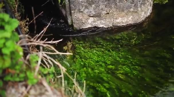 Grünalgen im Fluss — Stockvideo