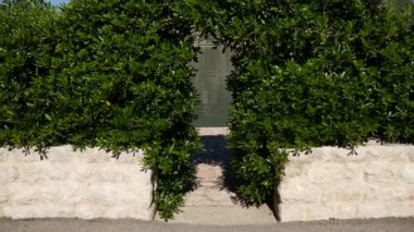 Pittosporum Karadağ'dan, arch. H peyzaj tasarım