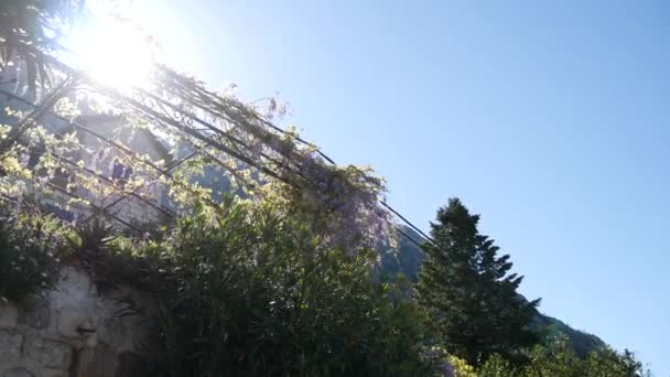 L'éblouissement du soleil à travers les branches 