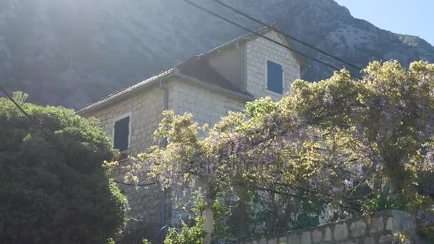 Hortensia en fleurs dans les rues — Video