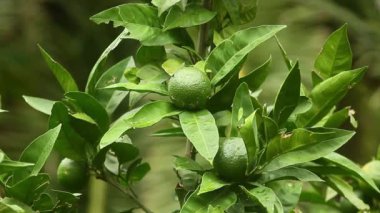 Yeşil mandalina ağacı üzerinde. Olgunlaşmamış mandalina. Karadağ mandari