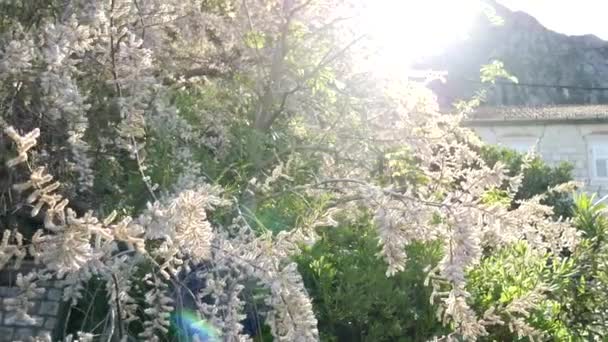 Bianchi soffici alberi Tamarix nella città di Ljuta. Piante di Monte — Video Stock