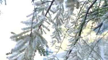 Beyaz kabarık ağaçlar Tamarix Ljuta şehir içinde. Monte bitkilerin